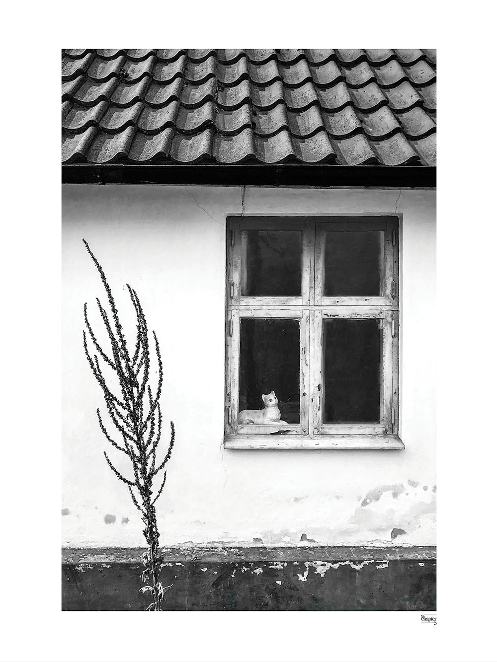 FALSTERBONÄSET - Die Katze im Fenster