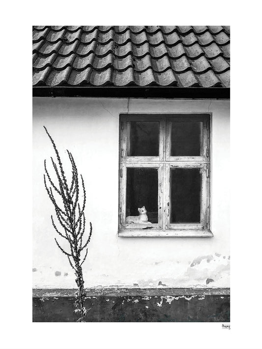 FALSTERBONÄSET - Die Katze im Fenster