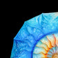 Frendorf | Die Nautilus Spiral Journey ist eine Erinnerung Wandkunst
