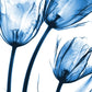 Frendorf | Drei Blaue Tulpen Wandkunst