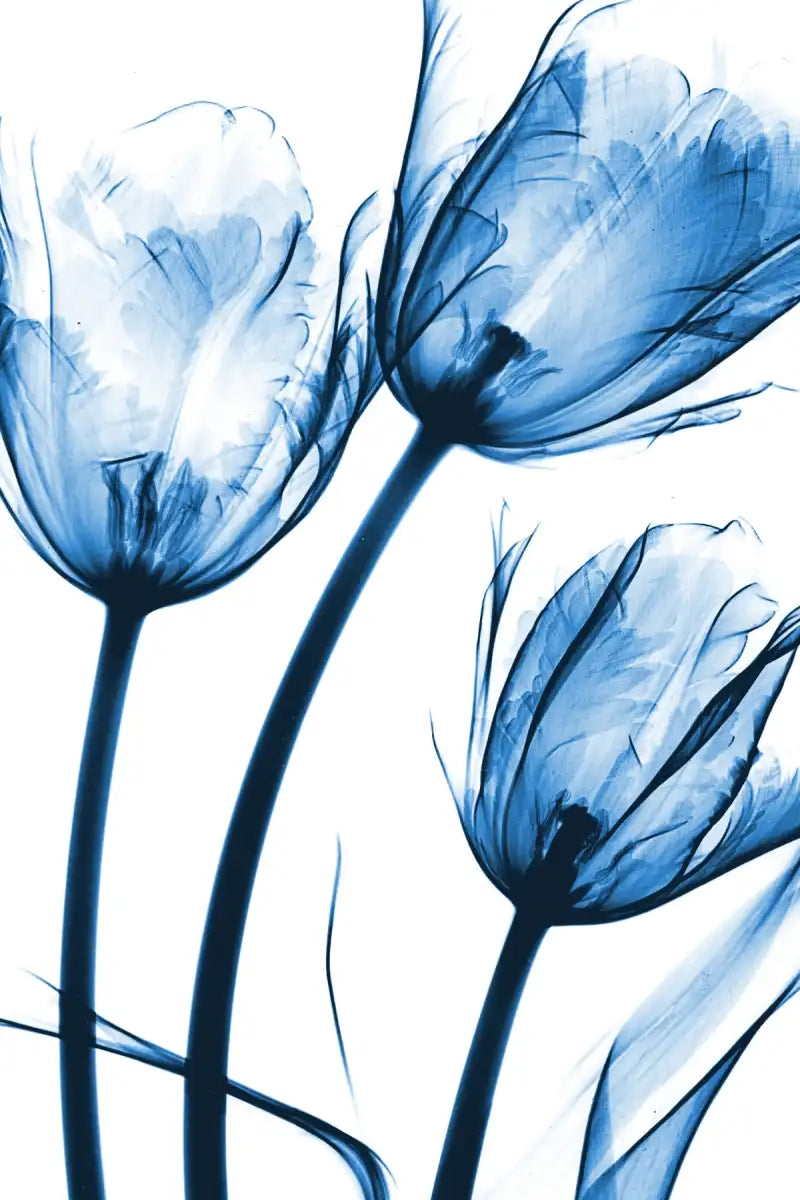 Frendorf | Drei Blaue Tulpen Wandkunst
