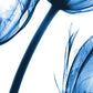 Frendorf | Drei Blaue Tulpen Wandkunst