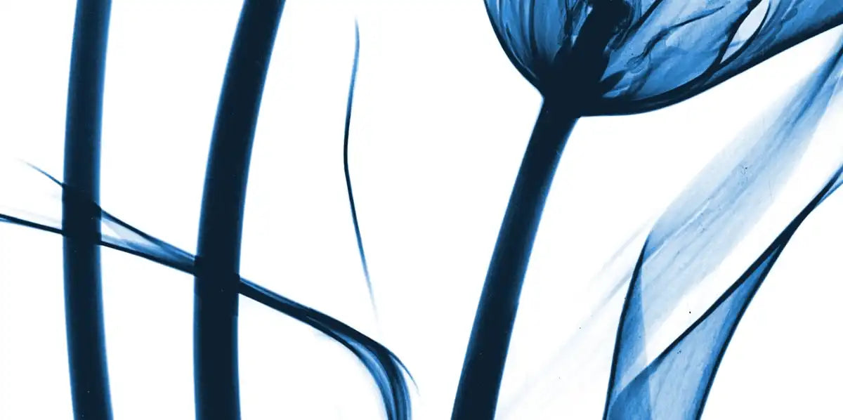 Frendorf | Drei Blaue Tulpen Wandkunst