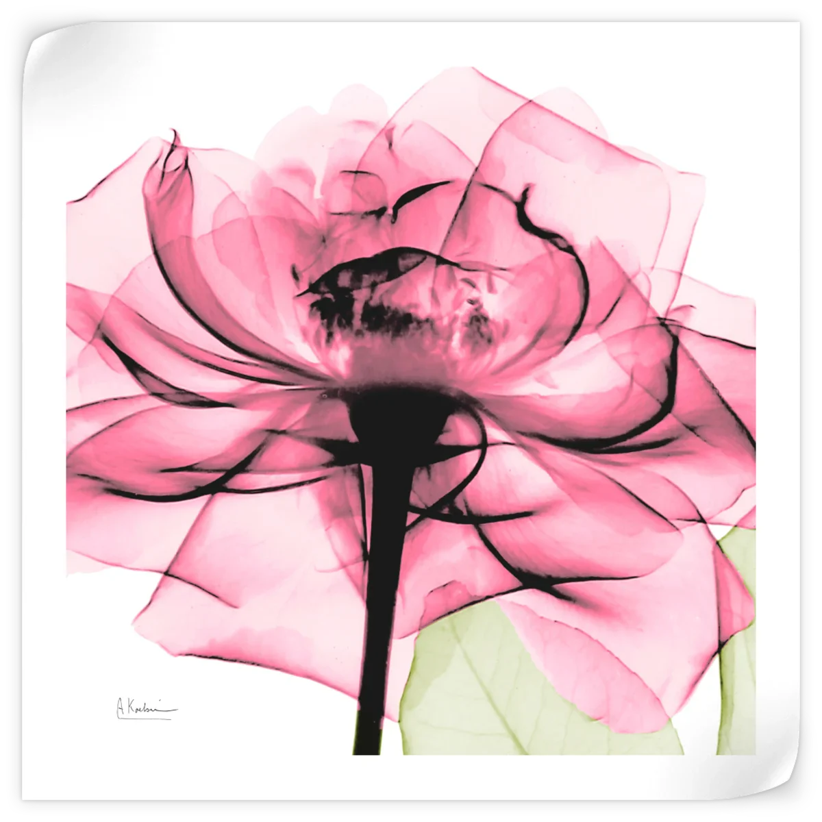 Frendorf | Rosenpink Wandkunst