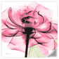 Frendorf | Rosenpink Wandkunst