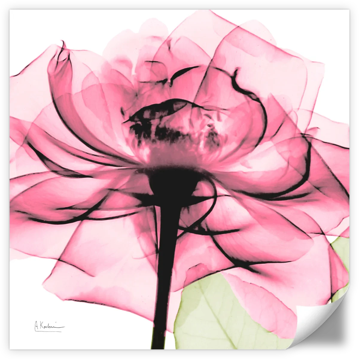 Frendorf | Rosenpink Wandkunst