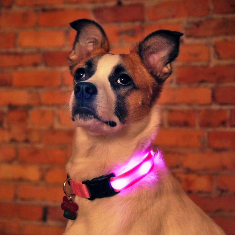 LED Hundehalsband