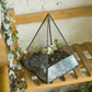Glas Pyramid Pflanzen Terrarium