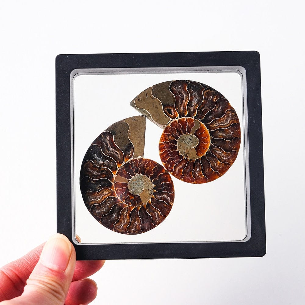 Ammonit Fossil Kristall Ornament