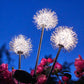 Löwenzahn Gartenlichter, Solarbetrieben