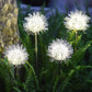 Löwenzahn Gartenlichter, Solarbetrieben