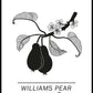 Williams-Birne