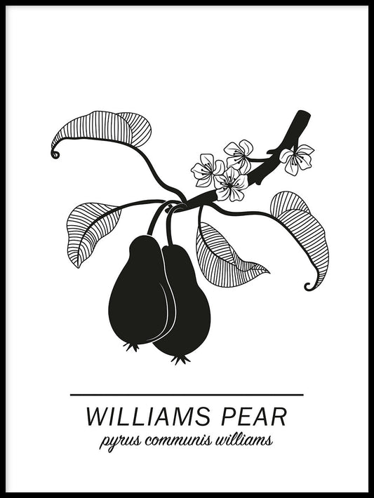 Williams-Birne