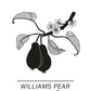 Williams-Birne
