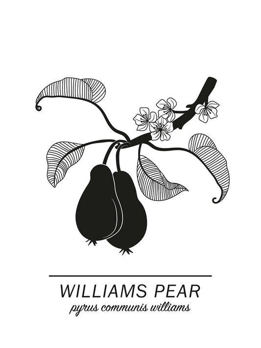 Williams-Birne